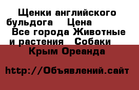 Щенки английского бульдога  › Цена ­ 60 000 - Все города Животные и растения » Собаки   . Крым,Ореанда